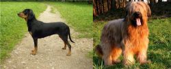 Latvian Hound vs Briard - Breed Comparison