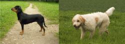 Latvian Hound vs Briquet Griffon Vendeen - Breed Comparison