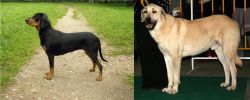 Latvian Hound vs Central Anatolian Shepherd - Breed Comparison