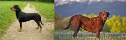 Latvian Hound vs Chesapeake Bay Retriever - Breed Comparison