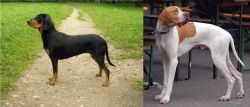 Latvian Hound vs English Pointer - Breed Comparison