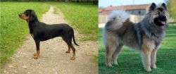 Latvian Hound vs Eurasier - Breed Comparison