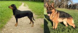 Latvian Hound vs German Shepherd - Breed Comparison
