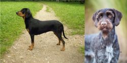 Latvian Hound vs German Wirehaired Pointer - Breed Comparison