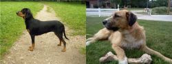Latvian Hound vs Irish Mastiff Hound - Breed Comparison