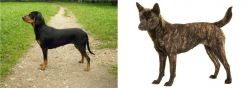 Latvian Hound vs Kai Ken - Breed Comparison