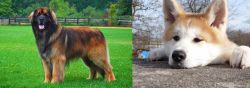 Leonberger vs Akita - Breed Comparison