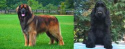 Leonberger vs American Cocker Spaniel - Breed Comparison