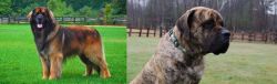 Leonberger vs American Mastiff - Breed Comparison