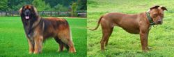 Leonberger vs American Pit Bull Terrier - Breed Comparison