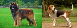 Leonberger vs Artois Hound - Breed Comparison