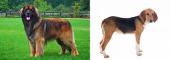 Leonberger vs Beagle-Harrier - Breed Comparison