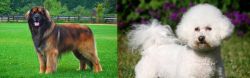 Leonberger vs Bichon Frise - Breed Comparison