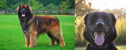 Leonberger vs Borador - Breed Comparison