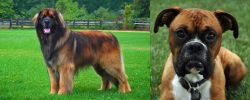 Leonberger vs Boxer - Breed Comparison