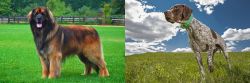 Leonberger vs Braque Francais (Pyrenean Type) - Breed Comparison