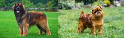Leonberger vs Brussels Griffon - Breed Comparison
