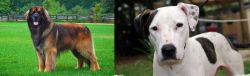 Leonberger vs Bull Arab - Breed Comparison