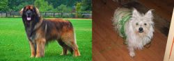Leonberger vs Cairland Terrier - Breed Comparison