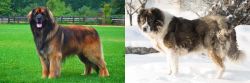 Leonberger vs Caucasian Shepherd - Breed Comparison