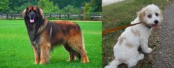 Leonberger vs Cavachon - Breed Comparison