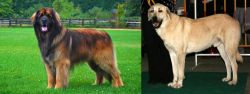 Leonberger vs Central Anatolian Shepherd - Breed Comparison