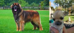 Leonberger vs Chihuahua - Breed Comparison