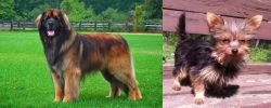 Leonberger vs Chorkie - Breed Comparison
