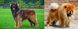 Leonberger vs Chow Chow - Breed Comparison