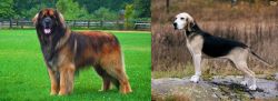 Leonberger vs Dunker - Breed Comparison