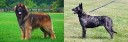 Leonberger vs Dutch Shepherd - Breed Comparison