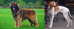 Leonberger vs English Pointer - Breed Comparison