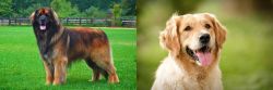 Leonberger vs Golden Retriever - Breed Comparison