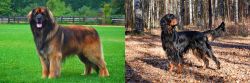 Leonberger vs Gordon Setter - Breed Comparison