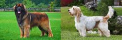 Leonberger vs Grand Griffon Vendeen - Breed Comparison