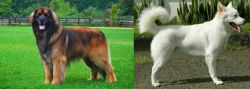 Leonberger vs Kintamani - Breed Comparison