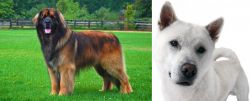 Leonberger vs Kishu - Breed Comparison