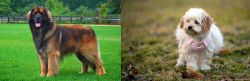 Leonberger vs West Highland White Terrier - Breed Comparison