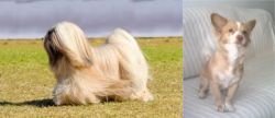 Lhasa Apso vs Alopekis - Breed Comparison