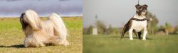 Lhasa Apso vs Bantam Bulldog - Breed Comparison