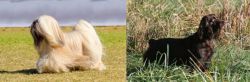Lhasa Apso vs Boykin Spaniel - Breed Comparison