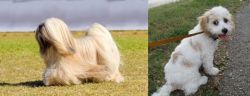 Lhasa Apso vs Cavachon - Breed Comparison