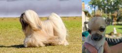 Lhasa Apso vs Chihuahua - Breed Comparison