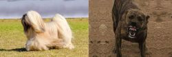 Lhasa Apso vs Dogo Sardesco - Breed Comparison