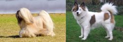 Lhasa Apso vs Elo - Breed Comparison