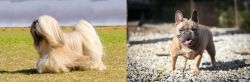 Lhasa Apso vs French Bulldog - Breed Comparison