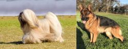 Lhasa Apso vs German Shepherd - Breed Comparison