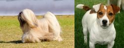 Lhasa Apso vs Irish Jack Russell - Breed Comparison