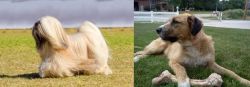 Lhasa Apso vs Irish Mastiff Hound - Breed Comparison