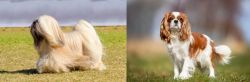 Lhasa Apso vs King Charles Spaniel - Breed Comparison